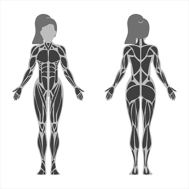Functions and Importance of the Tibialis Anterior