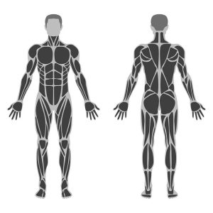 Tib Bar Curls: The Underrated Hamstring Exercise You Need