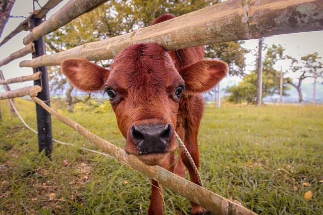 How Calf Raises Benefit Ankle Strength Over Time