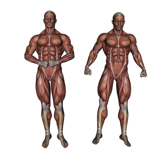 Gastrocnemius vs Tibialis Posterior: The Ultimate Agonist/Antagonist Showdown 2 Gastrocnemius Muscle: A Closer Look at the Powerhouse of the Lower Leg