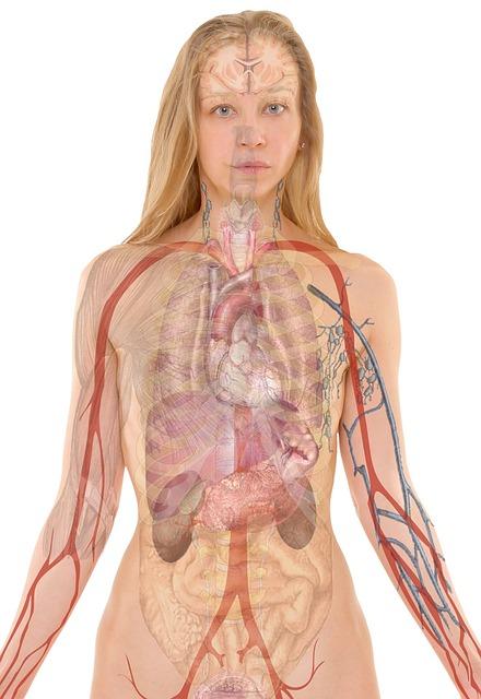 Understanding the Anatomy of Tibialis Anterior Muscle