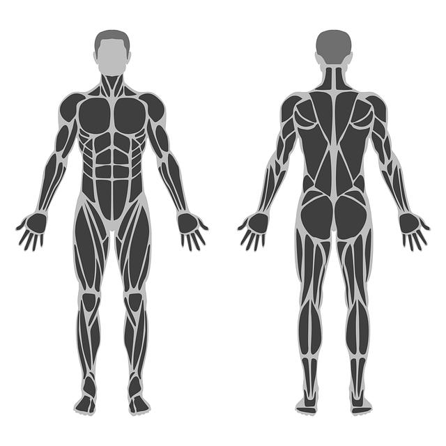 The Role of ⁣the Tibialis Anterior in‍ Foot Movement